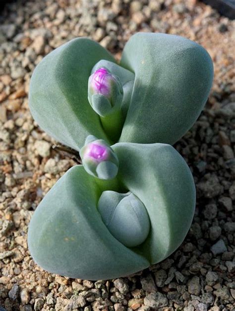 Cacti have adapted to soak. 95 best "Split Rock" Succulent Plants images on Pinterest ...