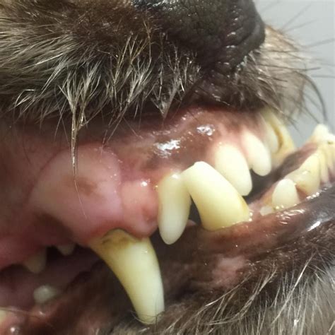 Cats' teeth are designed for grasping, tearing, and shredding. TapVet Pets on Instagram: "#underbite #dog #pet #dogs #dog ...