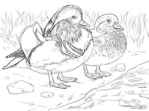Sports and adventure coloring book. Wood Duck Coloring Page at GetColorings.com | Free ...