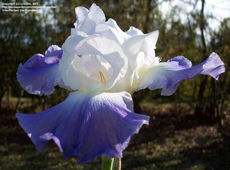 4k and hd video ready for any nle immediately. PlantFiles Pictures: Tall Bearded Iris 'Clarence' (Iris ...