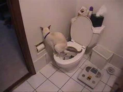 Pet owners garry and angela oakes in powys, uk, were shocked to find out their rescue cat of just two weeks knows how to use a toilet. Cat using toilet & toilet paper - YouTube