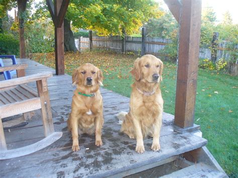 We are taking deposits for pups ready we give puppy pick in the order of the deposit. Golden Retriever Puppies For Sale | East Wenatchee, WA #291263