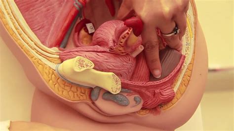 Despite advancements in illustrating the body in a more naturalistic fashion, anatomical knowledge taken from learned this10th century image shows the possible number and positions the fetus or fetuses in the womb. Gross Anatomy of Uterus - YouTube