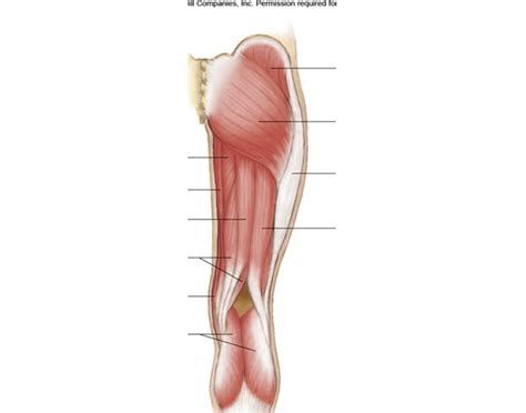 The thigh muscles don't just move your legs. Posterior upper leg muscles