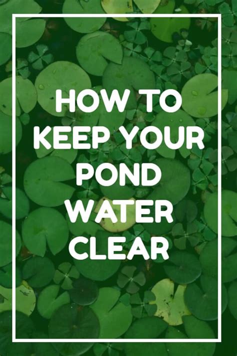 We did not find results for: How to Keep Pond Water Clear - Dreamley