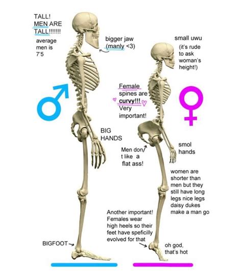I still learn about anatomy too. male vs female anatomy : badwomensanatomy