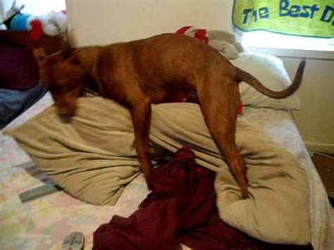 Men can also use two pillows to do the same. My Dog Humping His Pillow - YouTube