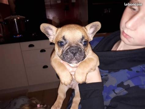 Verteilt wie wohl bei keinem anderen: A réserver magnifique chiot bouledogue francais... : A ...