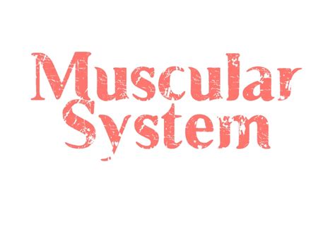 Do you know the value of some hood scoops? Muscular System in 2020 (With images) | Muscular system ...