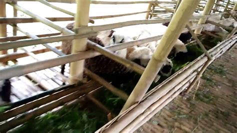 Maybe you would like to learn more about one of these? Ternak pembibitan domba di Sinar Harapan Farm (SHF) - YouTube