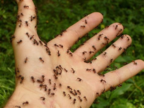 Sometimes workers travel up to 100 yards from a nest in search of food. 7 Tips on How to Get Rid of Ants: From Your Kitchen to Yard