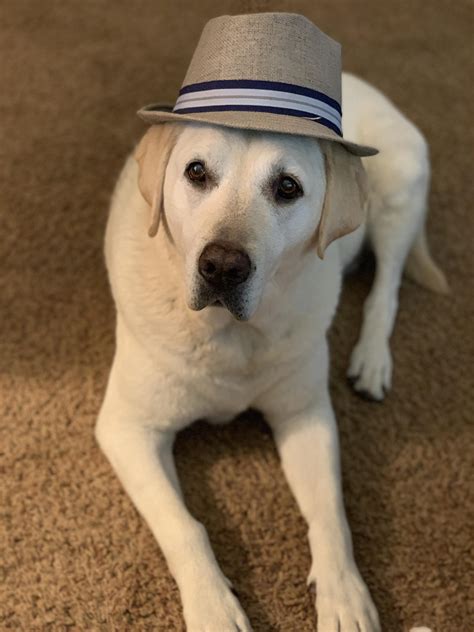 Dapper labs is the world's first blockchain entertainment company. Dapper elderly lady lab : labrador