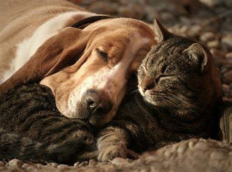Conveniently located in the heart of norfolk, the dog & cat hospital has been a staple of the hampton roads community for nearly 80 years. 40 Dogs and Cats Who Just Love to Cuddle - Life With Dogs