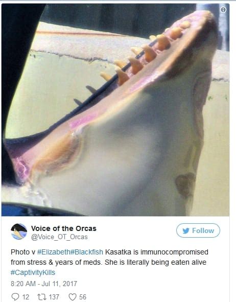 Unklar ist allerdings, ob orcas in ihrer natürlichen umgebung genauso lernen. Ein weiterer Orca bei SeaWorld verstorben - Whale and ...