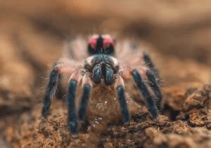 Im brazilian and ashamed of it. Typhochlaena seladonia - Brazilian Jewel Tarantula ...