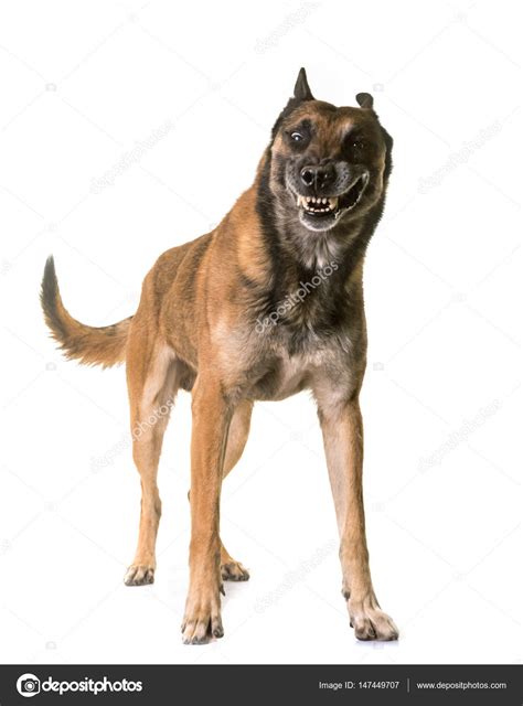 Still, they should never be fearful, shy, or respond with aggression or nervousness when introduced or confronted with an unfamiliar person unless they have not been properly socialized. Aggressive belgian shepherd malinois — Stock Photo ...