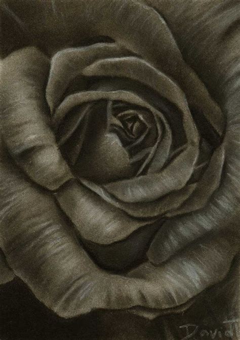 Determining the shape of flowers. ACEO Flower No. 31 Rose No. 26 Black and by ...