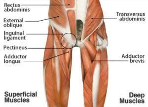 Gluteus maximus, biceps femoris, semitendinosus, semimembranosus at the back and the adductor or groin. Sports Hernia (a.k.a. Athletic Pubalgia) | Rebalance ...