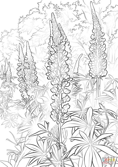 Click the lupin coloring pages to view printable version or color it online (compatible with ipad and android tablets). Blue Bonnet Drawing at GetDrawings | Free download