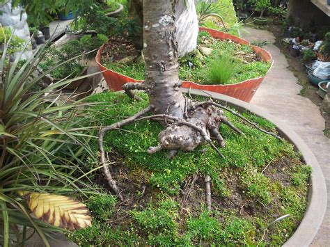 Sempre ouvi falar que isso não existia, pois era impossível a criação de bonsai com esse tipo de planta. Pâtisserie Professionnel et Cuisine: Caminhos do Campo ...