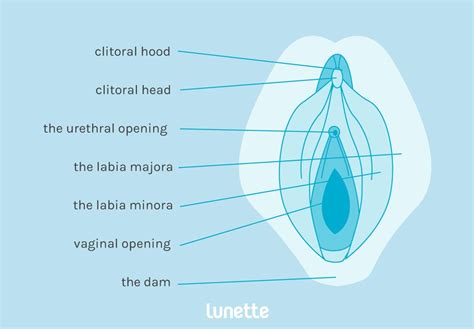 What happens during the menstrual cycle? Female Anatomy - Reproductive System and Vagina Diagram - Lunette