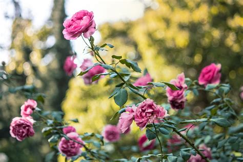 Welche hausmittel gegen blattläuse helfen wirklich? Was hilft gegen Blattläusen an Rosen? - Natures Garden ...