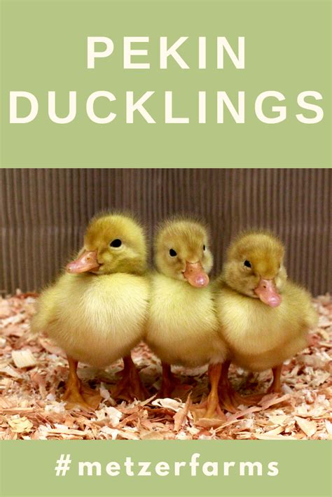 Day olds r18 each for 10 or more. Out Pekin Ducklings are one of our more popular breeds ...