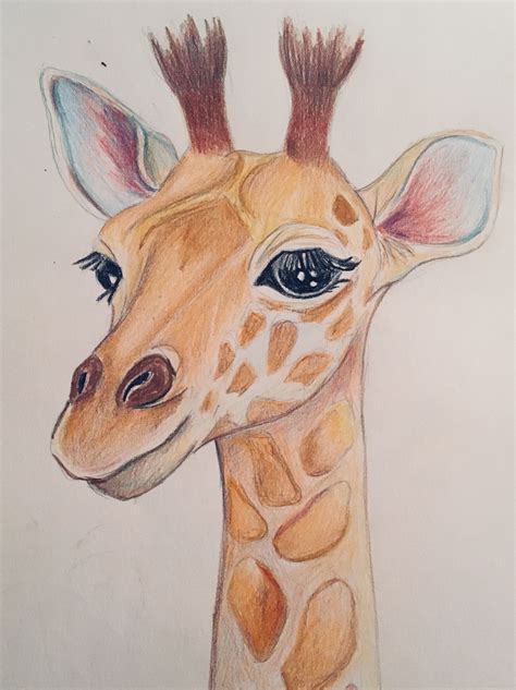 Giraffes in bathtub features three giraffes in a freestanding bathtub. Child's giraffe picture in pencil crayon | Giraffe ...