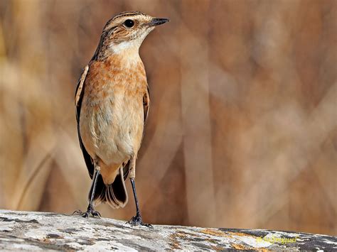 Ofertas de trabajo publicadas en toda españa. Tarabilla norteña (Saxicola rubetra) (4) | Tarabilla ...