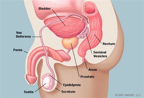 Also note that the anterior fibromuscular stroma is contiguous with the bladder muscle and external sphincter. Prostate Picture Image on RxList.com