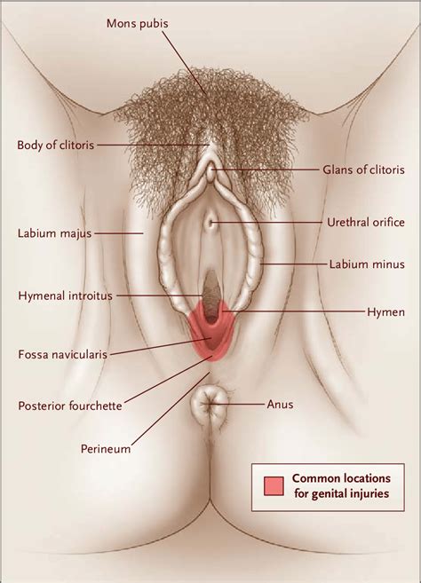 Consists of kindeys, bladder, ureters. Anatomical Sites on the External Genitalia of a Mature ...