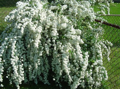 Being evergreen, drought tolerant and able to live for hundreds of years it is a popular choice of feature plant in homes and gardens across australia. My flowering bush | Flowering bush, Flowering trees ...