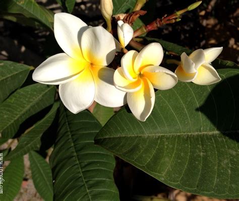 C/o studio di architettura elena monticelli I profumatissimi fiori della Plumeria, o Frangipane ...