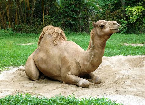 Camels purposefully choose when they will drink. Teach Besides Me: one humped camel is called