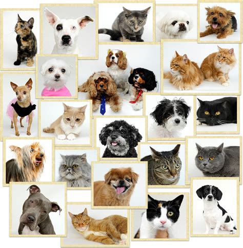 Whether you want to treat your pet to grooming or your companion needs surgery, our team can provide the quality pet care you seek. Boulevard Veterinary Clinic | Kenilworth, NJ Pet Hospital ...