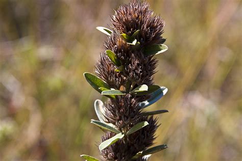 Drinkable tea, livestock fodder, native insect habitat. Minnesota Seasons - round-headed bush clover