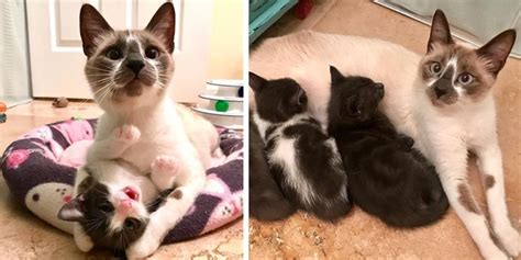 So if you see a mom sometimes a mom will reject a sick kitten to avoid spreading the illness to the others. Cat Mom Refuses to Leave Her Kittens After Being Saved ...