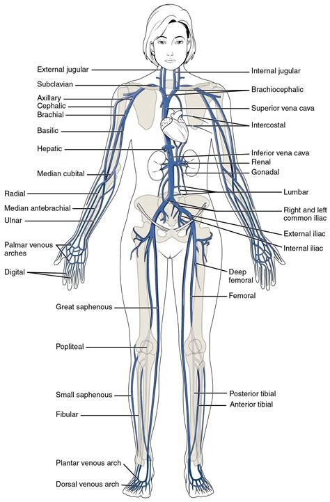 I tried to work out each muscle separately. Blank Human Body Diagram . Blank Human Body Diagram Human ...