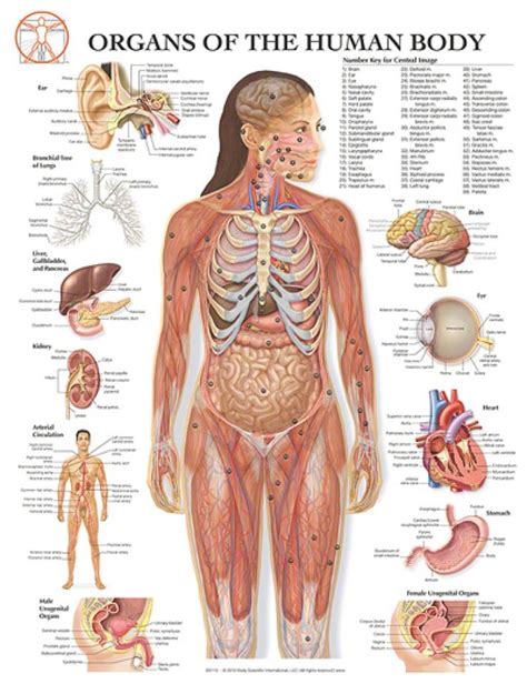 Require a amazing voyage into the strange concealed miracles with the entire body by using web pages regarding structural facts as well as superbly in depth. Female human body diagram of organs | Projects to Try | Pinterest | Human body, Anatomy organs ...