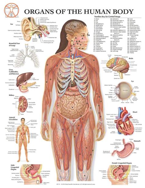 Guide to mastering the study of anatomy. Female human body diagram of organs | Projects to Try | Pinterest | Human body, Anatomy organs ...