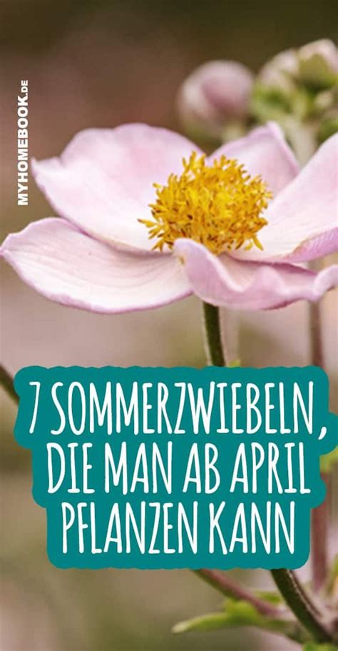 Dazu zählen karotten , bohnen , zwiebeln , radieschen und spinat. Sommerblüher, die man ab April anpflanzen kann | Pflanzen ...