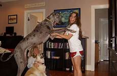 dog great dane big owner dogs who large too very gigantic buzzfeed animal real cute