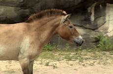 zoo horse przewalski cincinnati 5o