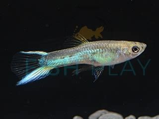 If you'd like to support us please shop on our online store. Japan Blue Endler Guppy (Male) (5pcs) - FishPlay