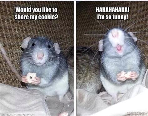 Are there any good memes for world rat day? Rat Meme - Cookie | Pet rats, Funny rats, Funny hamsters