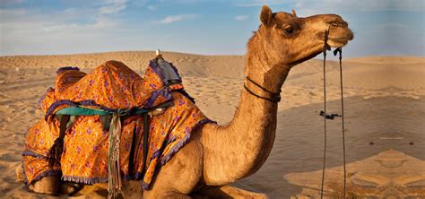 Morocco Desert Tours, Camel Riding, Day Trips and ...
