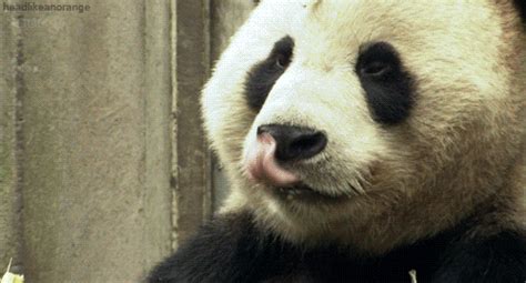 We did not find results for: Panda Tongue GIF - Find & Share on GIPHY