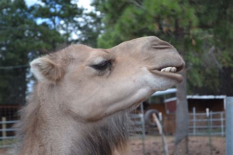 The story is set in arabia, when the world was new and camels did not have humps. Gratis Afbeeldingen : wildlife, dierentuin, fauna, hoofd ...