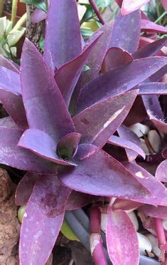 Tradescantia fluminensis variegata spiderwort decor scrambling inch plant speedy jenny rare variegated hanging wandering house plant. Tradescantia pallida variegata 'Pink Stripes'- grown in ...