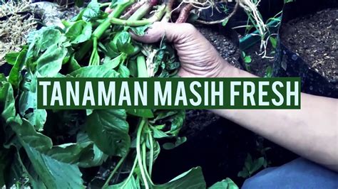 Sayur bayam sangat bagus untuk masa pertumbuhan balita karena kaya zat besi dan nutrisi sayuran hijau. Menanam bayam liar yang biasa dibuat kripik bonus cara ...